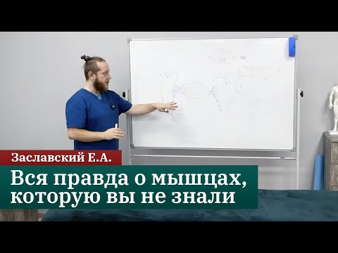 Видео: Вся правда о мышцах, которую вы не знали. Заславский Е.А.