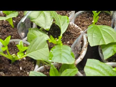 Видео: ОПЯТЬ СНЕГ!! - 5. ОСМОТР, ПРОВЕТРИВАНИЕ ЧЕРЕНКОВ  МЕТЕЛЬЧАТОЙ ГОРТЕНЗИИ!! КОРЕШОЧКИ!!