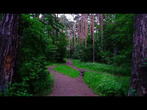 Видео: Прогулка по лесу в тишине