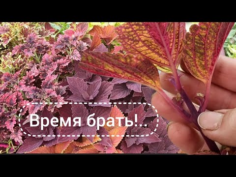 Видео: Осеннее черенкование колеусов и не только!