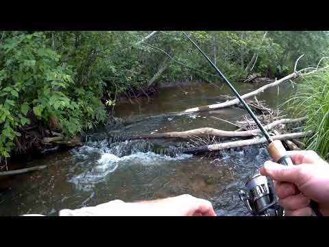 Видео: Форель. На лесной речке.