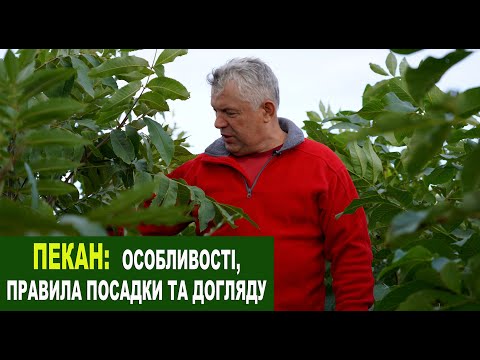 Видео: №209 Пекан: користь, як садити на доглядати