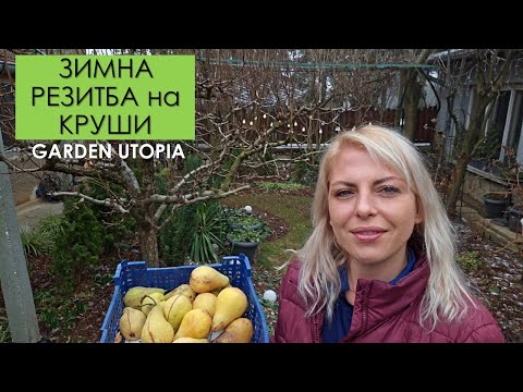 Видео: ЗИМНА РЕЗИТБА на КРУША | Февруари 2025 г.
