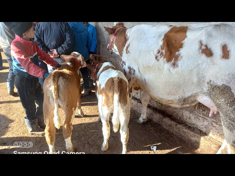 Видео: МОЛБОЗОРИ ХОЧИ ШАРИФ  21 февраля 2025 г.