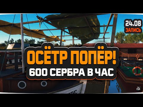 Видео: Осётр Русский, фарм 600 серебра в час на реке Ахтуба — Русская Рыбалка 4