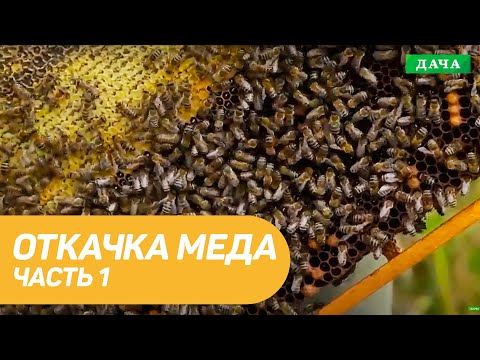 Видео: Отбираем рамки для откачки меда. Откачка меда. Собираем Урожай с Пасеки. Часть 1.