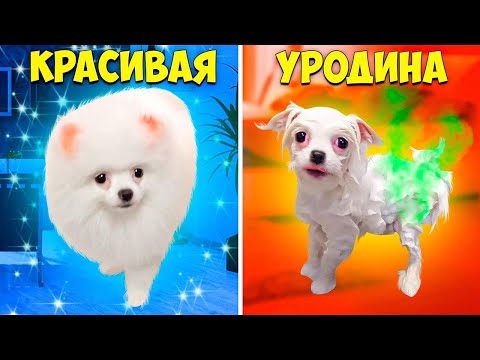 Видео: Шанелька превратилась в УРОДИНУ!!! Купим НОВОГО ЩЕНКА!