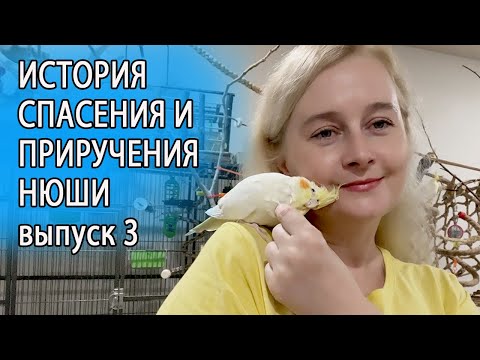 Видео: КАК ПРИРУЧИТЬ ПОПУГАЯ ЧАСТЬ 3