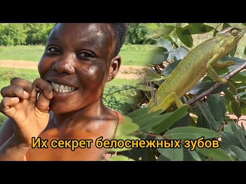 Видео: #78 Африканский Хамелеон /Секреты жизни африканцев