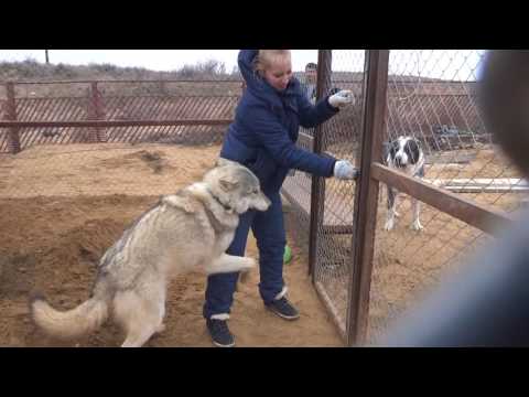 Видео: волк играет