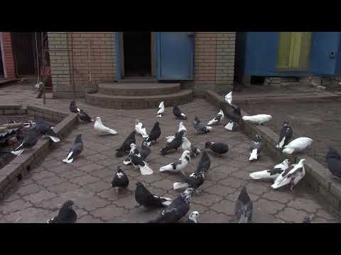 Видео: Голуби Вячеслава Невского Про голубей часть2