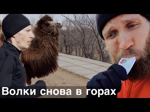 Видео: Степан Киселёв вкатывается на сборах в Киргизии. Срыв дрессирует верблюда