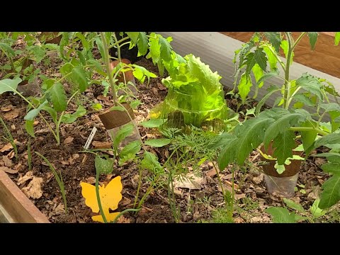 Видео: Эффективные приспособления от вредителей.