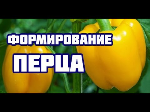 Видео: Формирование перца (все тонкости и нюансы формирования болгарского перца)