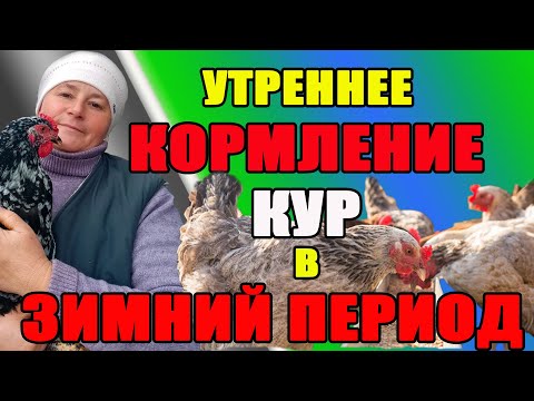 Видео: УТРЕННЕЕ КОРМЛЕНИЕ кур в зимний период. Новые добавки в рацион питания.