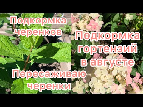 Видео: ПОДКОРМКА ЧЕРЕНКОВ ГОРТЕНЗИЙ, пересадка черенков. ПОДКОРМКА ВЗРОСЛЫХ ГОРТЕНЗИЙ