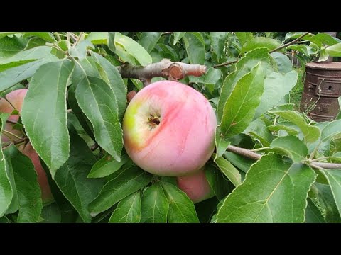 Видео: Яблоня ПАМЯТЬ УЛЬЯНИЩЕВА
