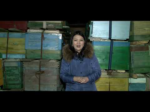 Видео: СЭЛЭНГЭ АЙМАГ ХАТАН ЗӨГИЙ БҮЛ