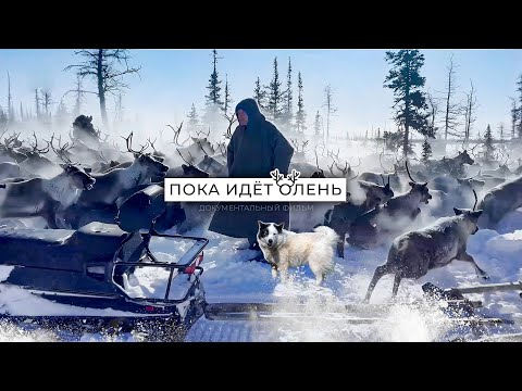 Видео: Север глазами собаки: история про оленеводство и вечную дружбу в Арктике