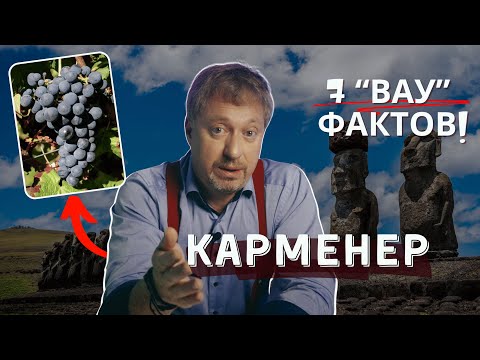 Видео: Сорт винограда [КАРМЕНЕР] - 7 "ВАУ"-фактов
