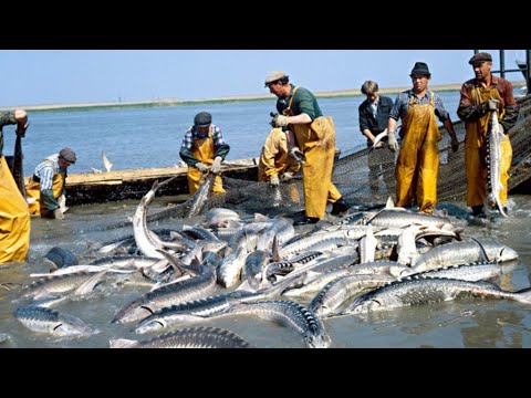 Видео: ***---История развития осетрового рыбного хозяйства в СССР---***