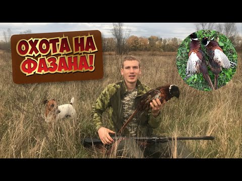 Видео: ОХОТА НА ФАЗАНА С ПНЕВМАТИКОЙ. ТЕДИ ПОПАЛ В ПЕТЛЮ , БРАКОНЬЕРЫ ОБНАГЛЕЛИ