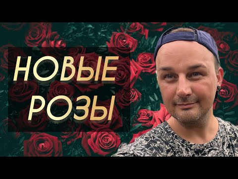 Видео: Новые розы:  драматичные, нежные, водные, помадные и вовсе не розы 🌹