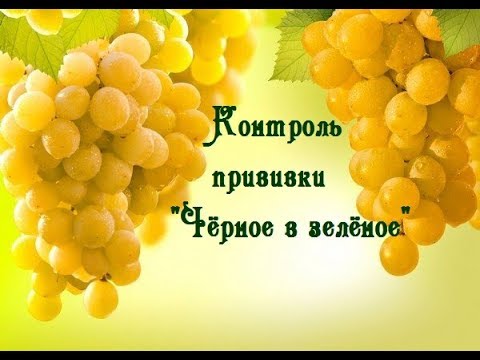 Видео: Контроль прививки "Чёрное в зелёное". 2018. "Grafting"