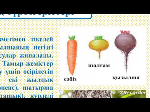 Видео: 7 сынып АТҚАРАТЫН ҚЫЗМЕТІНЕ ҚАРАЙ ТАМЫР МЕН САБАҚТЫҢ ҚҰРЫЛЫСЫНДАҒЫ ӨЗАРА БАЙЛАНЫС