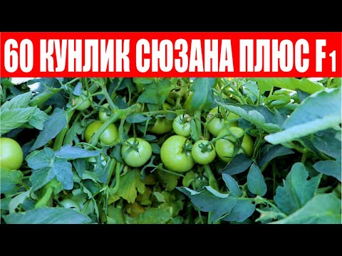 Видео: Менга маъқул келгани Сюзана Плюс F1 ҳосилини тўлиқ Қуёш нуридан химоя қилар экан (Suzana Plus F1)