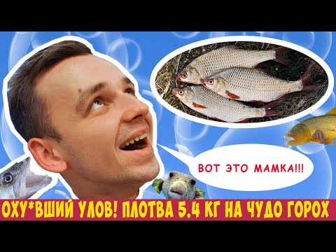 Видео: КРУПНАЯ ПЛОТВА осенью на ГОРОХ!!! ПОПАЛИ НА РАЗДАЧУ ПЛОТВЫ!!! Рыбалка мечты на живописном озере.