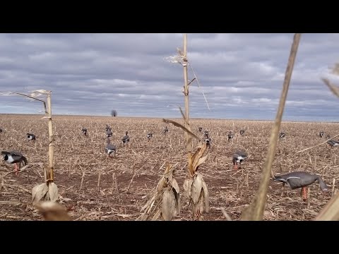 Видео: Воровство гусиных чучел на охоте - есть решение!