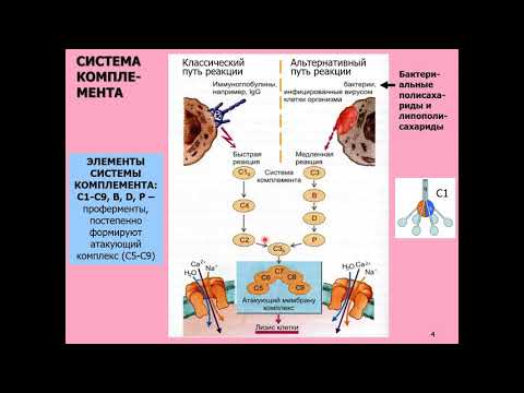 Видео: Дубынин В. А. - Физиология иммунитета - 3. Макрофаги и интерлейкины