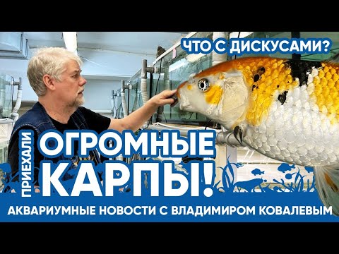 Видео: Аквариумные новости с Владимиром Ковалевым (06.05.2023). Приехали огромные карпы кои!