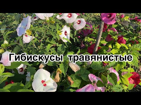 Видео: Гибискус травянистый / особенности выращивания / уход / обзор сортов