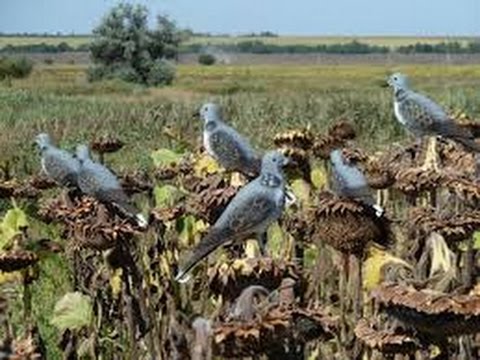 Видео: Первая охота на голубя в сезоне. Разведка по полям.