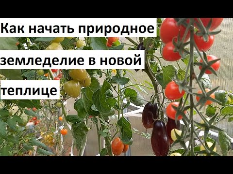 Видео: Как начать природное земледелие в новой теплице.