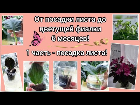 Видео: Показываю все способы посадки листа фиалки на деток! Рассказываю какой способ лучше и почему!