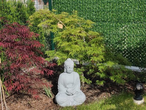 Видео: ТОП 5 ЯПОНСКИ КЛЕНА