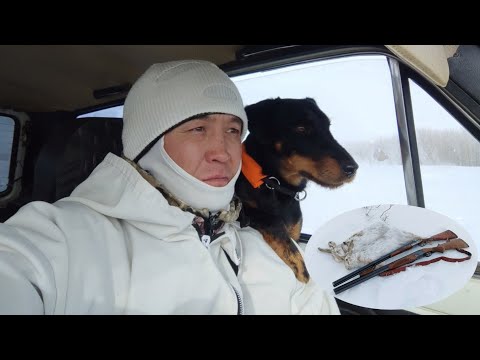 Видео: Охта на зайца с ягдтерьером. Два дня охот.