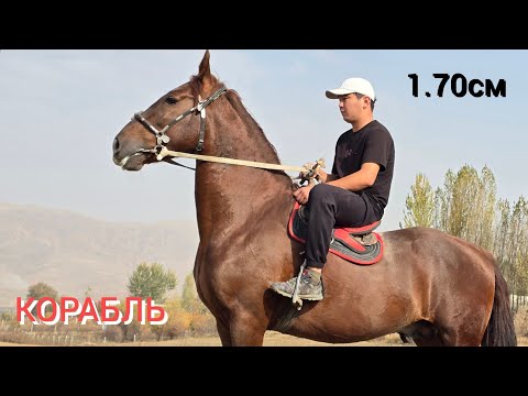 Видео: ПАЙ ПАЙ ПАЙ АТТЫН УДАРЫ  КОРАБЛЬ  1.70 см ЁМАда 