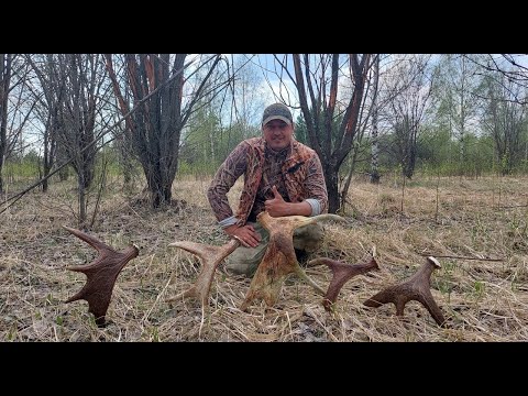 Видео: ПОИСКА РОГОВ ЛОСЯ . ГДЕ ИСКАТЬ И ЧТО ДЕЛАТЬ.  #РОГАЛОСЯ