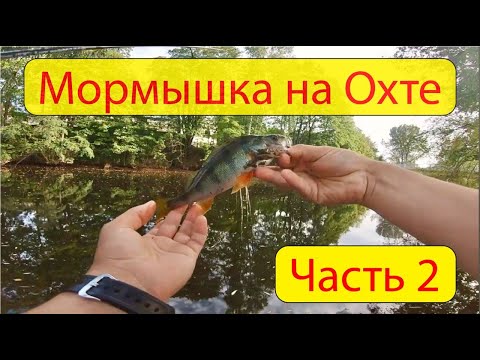 Видео: #мормышка на Охте | часть 2 | Окунь атакует.