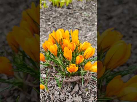 Видео: 🌷первоцветы🌷 #весна #цветы #spring #nature #flowers #squirrel