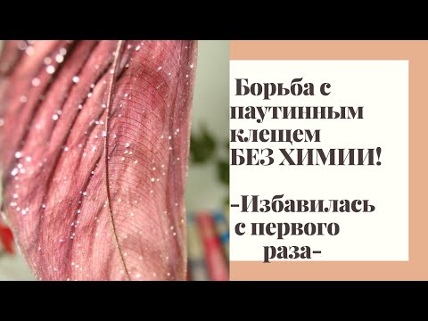 Видео: ПАУТИННЫЙ КЛЕЩ:такого количества Вы еще не видели!SOS!Лечу без химии\купаю под душем.Спасаю Калатеи!