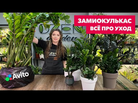 Видео: Замиокулькас » Основные правила ухода за долларовым деревом