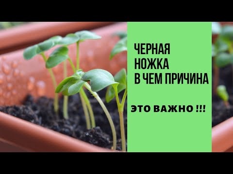 Видео: Что такое черная ножка и борьба с ней ?!