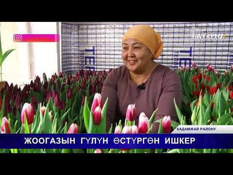 Видео: Тюльпан гүлдөрүн өстүргөн  Айсулуу Жороева