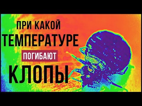 Видео: При какой температуре погибают клопы?