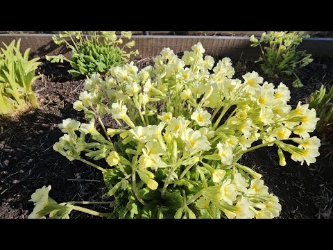 Видео: Посеяли траву. Моя помощница .Посадили помидоры. Много работы на дачном участке.